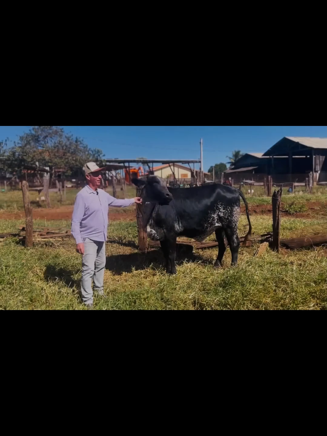 Assim eles conseguiram um padrão de raça top!  ... #longervideos #videoslongos #videolongo #videohorizontal #fazenda #queijo #cafe #roç #leite