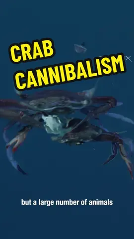 We saw hundreds of crabs cannibalizing each other for two days off the coast of Costa Rica’s Cocos Island. Cannibalism in the ocean is not that unusual, but this large gathering of swimmer crabs is a rare occurrence. Swimmer crabs are named for their fifth pair of legs that are flattened like paddles that help them swim faster. They still have their sharp claws in the front, making them aggressive predator, even to each other. #crab #underwaterfootage #swimmercrabs #crabcannibalism #natureismetal #costarica #cocosisland #ocean #oceanfootage 