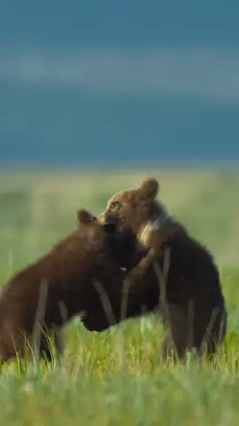 Take a deep breath and relax with the adorable sounds of this momma bear and her precious cubs 😌  #bear #fight #adorable #fyp #viral #foryoupage 