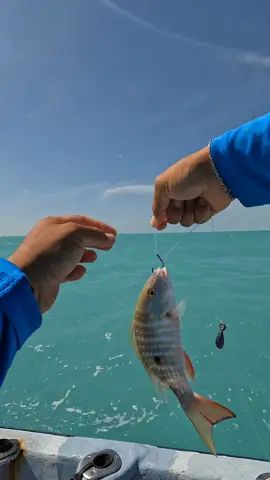 Día de pescar pargos dentro de la bahía para una buena fritanga, el clima no permite ir a mar abierto para practicar otra modalidad de pesca. #pescaartesanal #pesca #gopro #puntaallen #puntaallenfishing #caribe #caribemexicano #pescador #pescador #pescaartesanal 