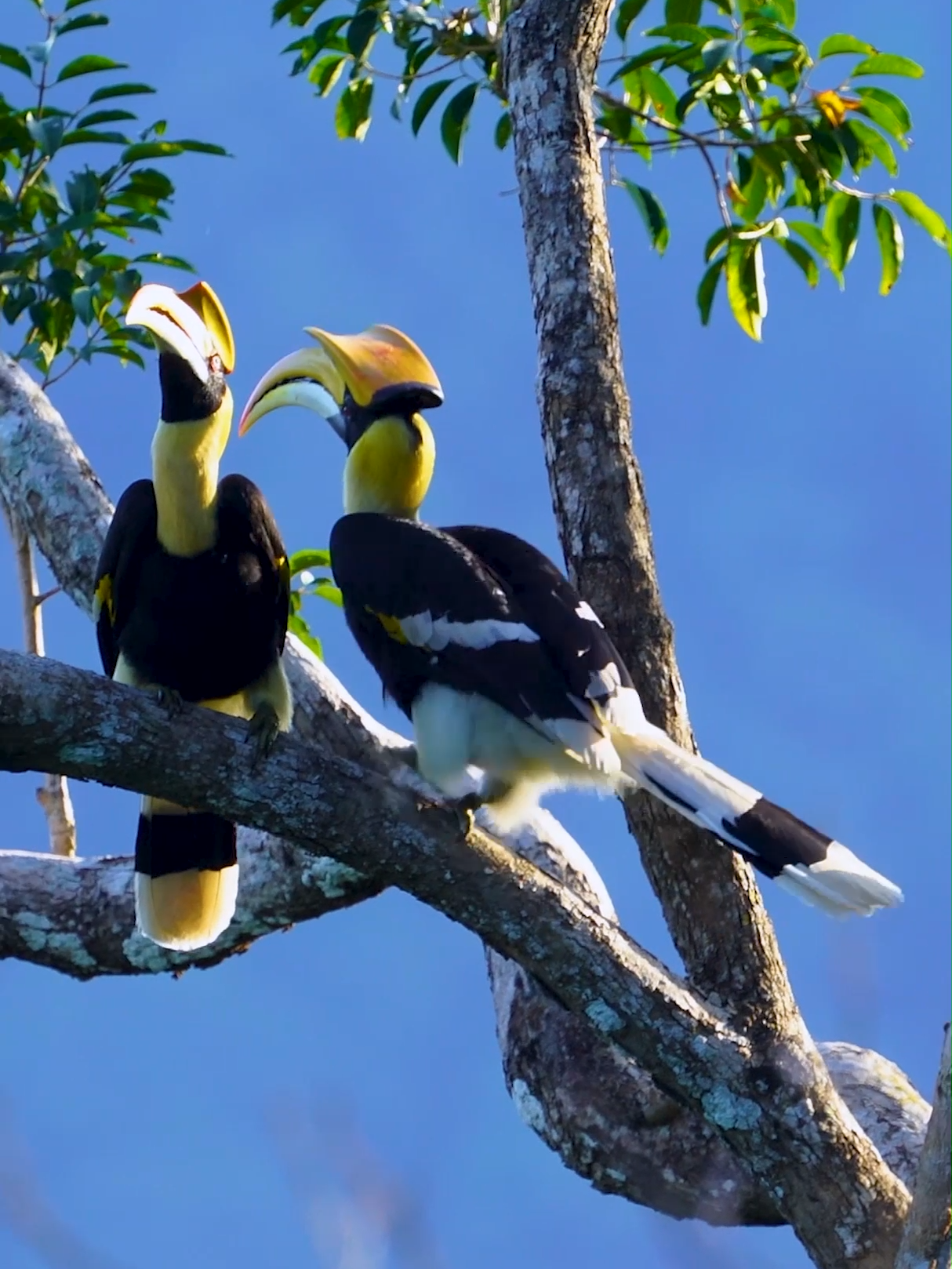 Great Hornbill #hornbill #greathornbill #birds