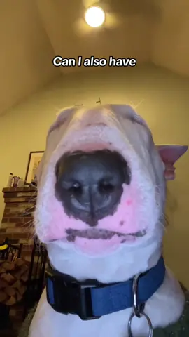 What even is this trend #dogs #weird #cutedogs 
