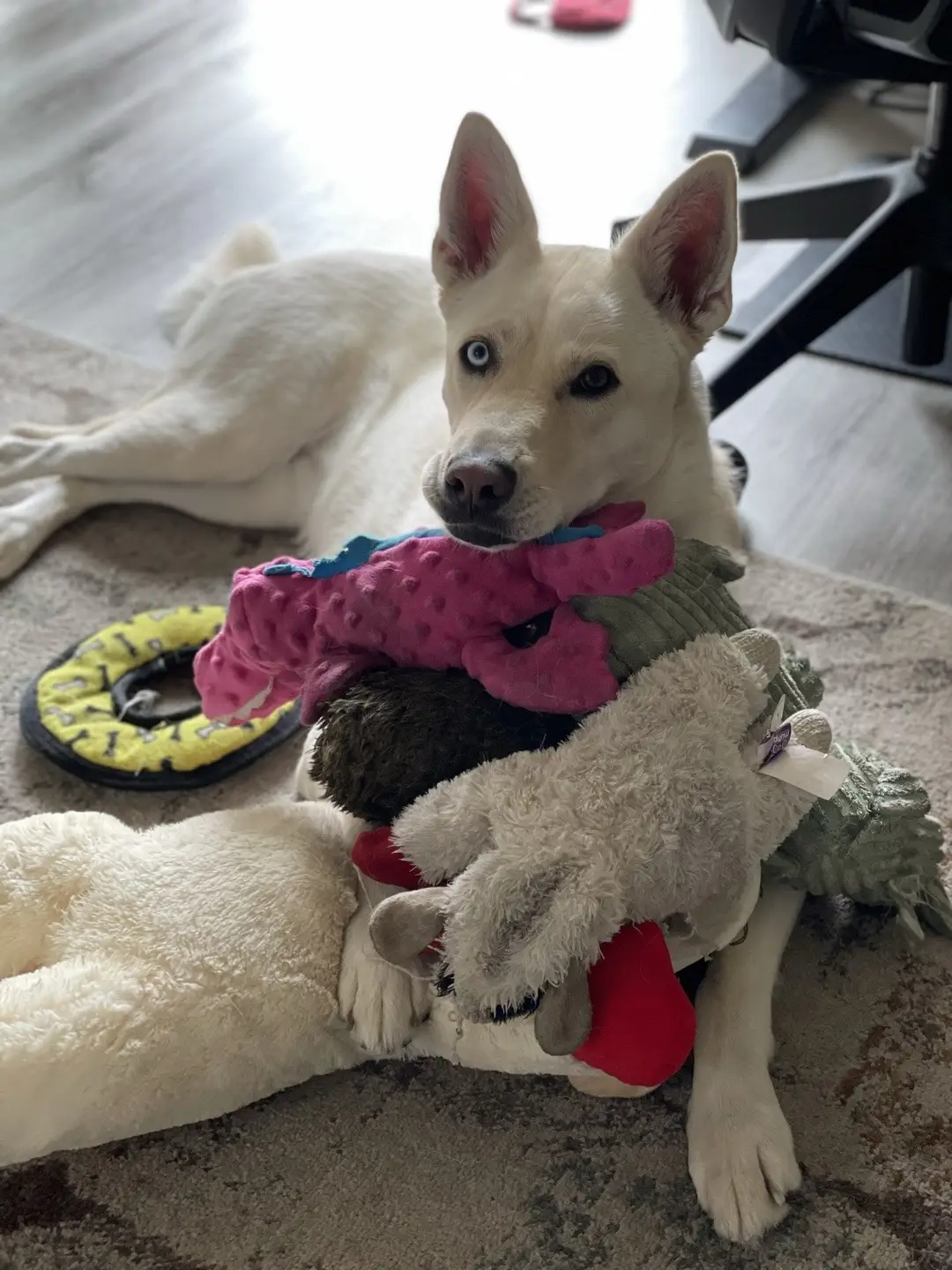 #dogsoftiktok #dog #shepsky #shepard #husky #huskylife #germanshepherd #fyp #foryou #dogmom 