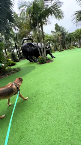 #germansheppard #ridgeback #rodeshianridgeback #germansheppardmix #uniquedog 