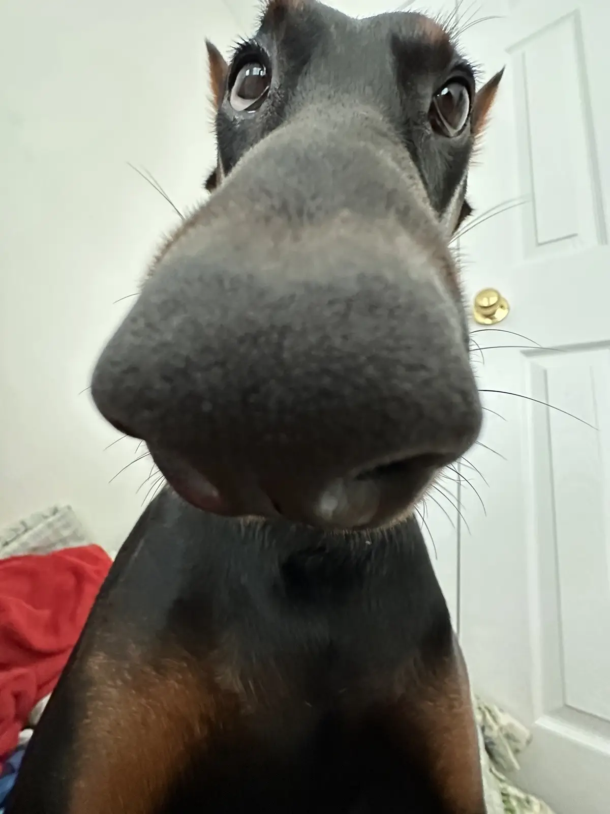 99% snoot!!! #doberman #dobermanpuppy #dobermans_of_tiktok 