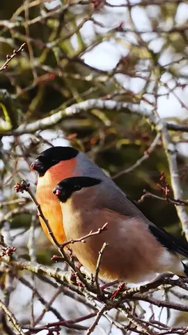 What are you saying?#bird #bullfinch 