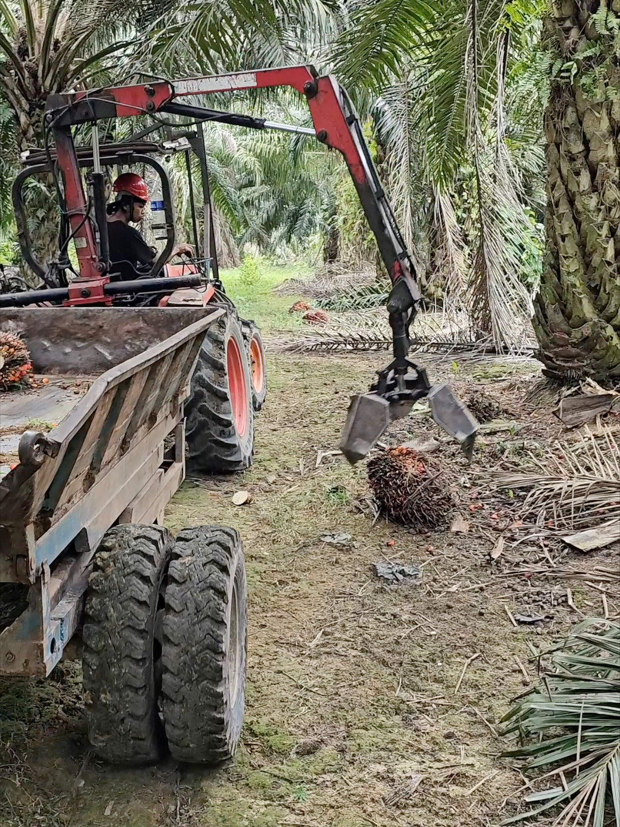 It's a rare scene! The process of harvesting palm trees! #fyp