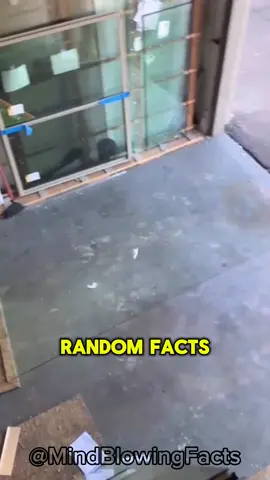 ⚠️ Random Facts 🧠 Everyone must know the last one 💡 @Mind Blowing Facts 👈 Watch more #randomfacts #LearnOnTikTok #factsyoudidntknow #random #fact #curiosities #satisfying #relaxing 