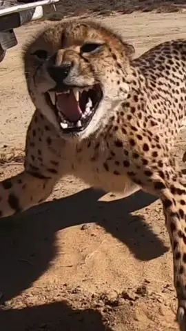 Hectic 🤯 #cheetah #cheetahrun #wildlife #fyp 