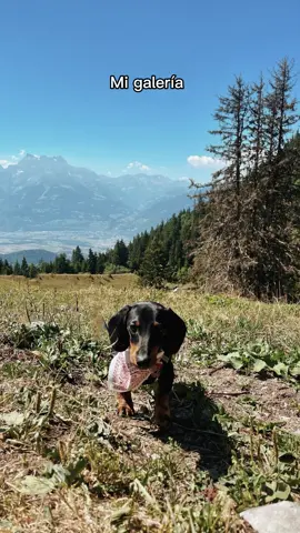 Tengo una obsesión y te llama Apuchay ♥️ #dachshund #dachshundsoftiktok #dachshundaddict #dachshundpuppy #perrihijos #dog #dogsoftiktok #mydog #teckel #teckellove #perros #perrostiktokers #hermoso #CapCut 