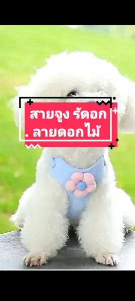 สายจูง รัดอกน้องแมว น้องหมา #สายจูงแมว #สายจูงรัดออกสัตว์เลี้ยง  #สายจูงสุนัข #สวนสัตว์tiktok 
