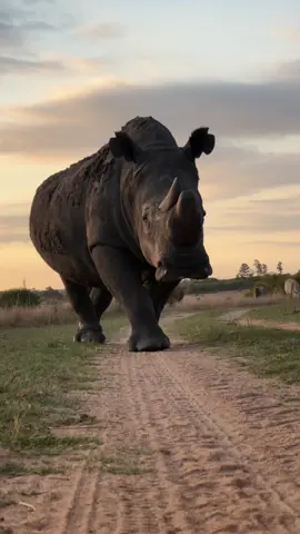 Check out this enormous white rhino, a picture of strength and majesty! They deserve our best conservation efforts! #rhino #endangeredspecies #amazing #foryou #conservation #ivancarter #tiktok #reels #viralvideo #makingadifference #livingmybestlife #closeup 