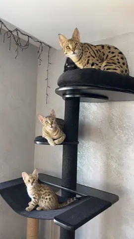😻🤩#kitten #savannahf1 #savannahf5 #richcatsss 