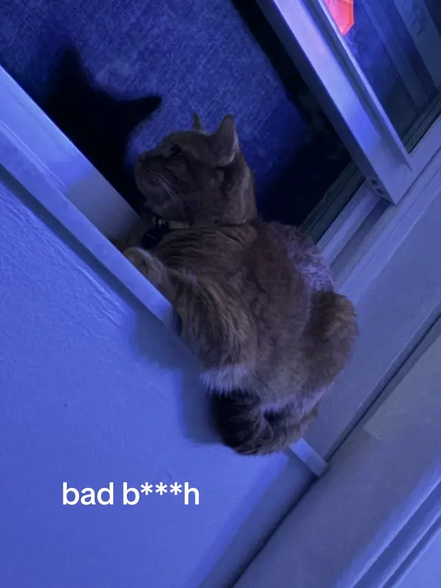#fyp #cat