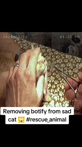 Removing botify from sad cat 🙀 #rescue_animal 