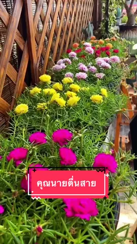 เมล็ดพันธุ์ดอกคุณนายตื่นสาย คละสี 500 เมล็ด ปลูกง่ายโตไว ปลูกไม่กี่วันก็มีดอกแล้วค่ะ #เมล็ดพันธุ์ #เมล็ดคุณนายตื่นสาย  #ดอกไม้ 
