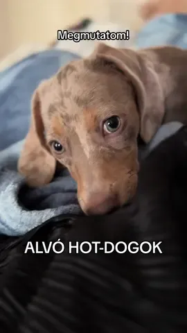 🥹🐶 #sausagedog #dachshund #dogsoftiktok #fyp #nekedbe 