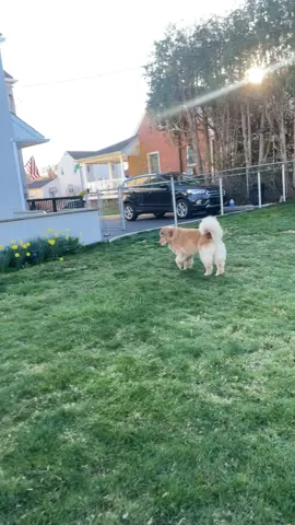 We in fact did not walk. He decided to roll in the grass