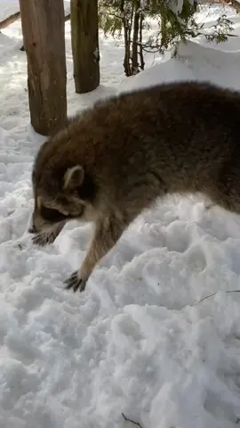 The happiest little blind raccoon 🤍 Horace was a baby orphan found alone in the wild two years ago, he was born completely blind wich prevented his rehabilitated. He now lives a happy life with us and his raccoon friend, Stella.  