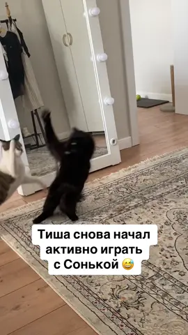 Тишка снова бегает и прыгает! 🙏🏻❤️ #cat #cats #blackcat #Love #catlover #cute #wooblycat #cerrebellarataxia #кот #черныйкот #кошки #мозжечковаяатаксия 