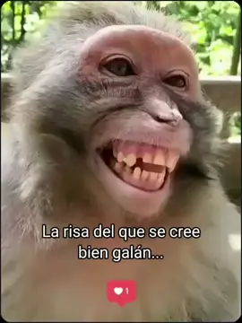 La risa del galán... #galan #hayaja #pobreinocente #feo #nadagalan #meme #humor #chango #mono 