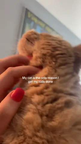 Cinnamon loves her scratchies 💅🏼💖🎀