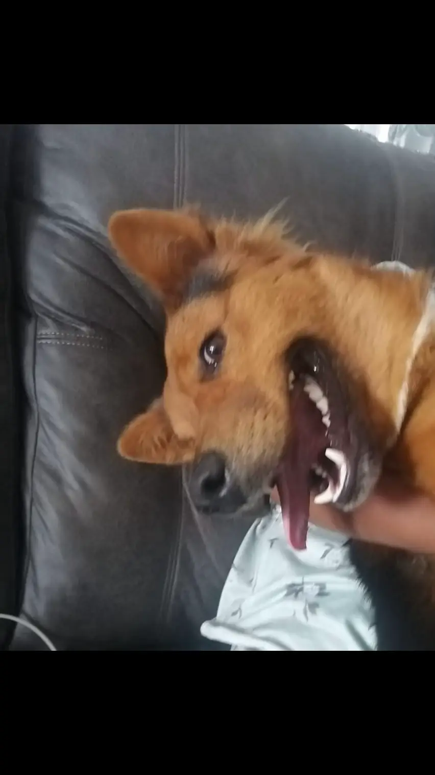 #babyjim #germanshepherd 
