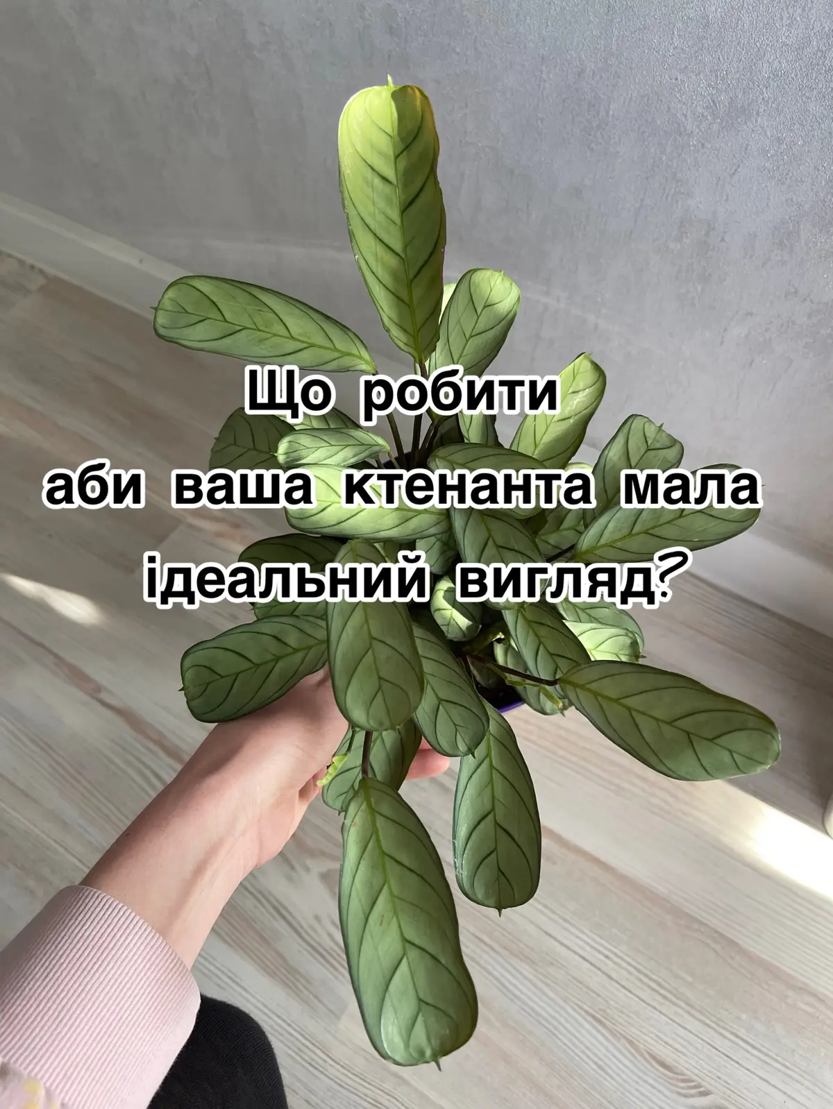 Як пересадити ктенанту? Ктенанта сушить кінчики. Чому сохне листя у ктенанти. Чому скручується листя ктенанти. #ктенанта #ктенантасушитьлистя 