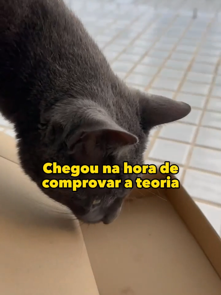 O gato de vocês também acredita ''na teoria da caixinha?''🤣 #gatos  #gatosfofos  #gatosengraçados  #gatofalante  #gatoquefala  #trigatos