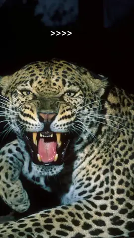 sepah banget #bantengpacet #bantengnuswantara #eyangenggohjoyo #macan 