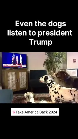🐾 Watch as even our furry friends can't resist tuning in when President Trump speaks! Whether it's his commanding voice or undeniable charisma, it's clear that his influence reaches all corners, even the canine community! 🇺🇸 Don't miss this adorable moment captured on camera! #PresidentTrump #FunnyPets #DogsofSocialMedia #TrumpHumor #PoliticalPaws #CanineCraze #FurryFans #TrumpSpeech #ViralVideo #PawsitivePolitic #usa #AmericaFirst #TrumpSupporters #MakeAmericaGreatAgain  #2024Election #Trump2024 