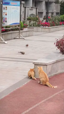 #Cats catching birds #pet 