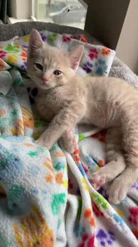 Riley made it to the top of the cat tree all by himself!! He is such a big boy 😻  #rescuekitten #adoptdontshop #fosterkitten #fostercat #fosterkitten #fixyourpets #tortiecat #orangecat #bottlekitten #fostermom #houstonrescue #shelterpets 