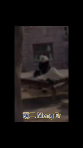 萌二 Meng Er  #mengerpanda #menglan #beijingzoopanda #panda #cutepanda #大熊猫萌二 #中国国宝熊猫 #大熊猫搞笑日常 #北京动物园 