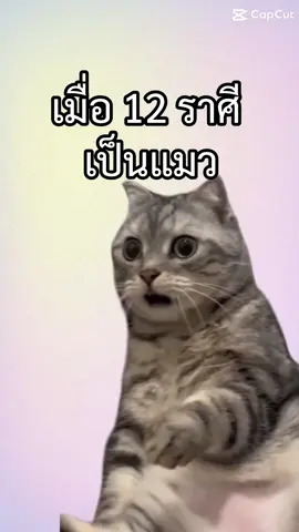 เมื่อ 12 ราศีเป็นแมว #CapCut #MemeCut #โหราศาสตร์ #birthchart #ขึ้นฟีดเถอะ #อย่าปิดการมองเห็น #viral #ดูดวง #CapCut #tiktokuni #โหราศาสตร์ตะวันตก #placement #fypシ #cat #catsoftiktok 