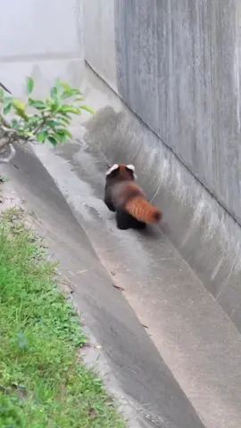 Cute cute red panda 🤪🤪#redpanda #ailurusfulgens #ailurus #краснаяпанда #레드팬더 #レッサーパンダ #animal #fpy #cute 