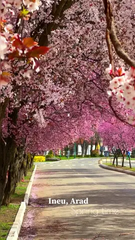 Ever seen nature's own festival? In the heart of Arad County, Romania, lies a lesser-known gem, Ineu, a town that becomes a canvas for the most vibrant hues of pink every spring. This is when the cherry trees don their best blossoms, creating a spectacle that rivals Japan's famed cherry blossom season. It's not just a visual feast but a deep dive into the connection between nature and the local culture, where every petal seems to hold a story. Ineu might not make the front page of your standard travel guides, but during the cherry blossom period, it transforms into a photographer's paradise. The exact timing of the bloom can vary year to year, depending on the winter's harshness and the onset of spring. Typically, these trees bloom in late April to early May, turning the area into a pink wonderland for approximately two weeks. Local folklore says that a bountiful cherry blossom season promises a fruitful year ahead, intertwining nature's beauty with agricultural hope. What's truly fascinating is how this small town, with its annual blossom, draws visitors not just for the visual spectacle but for the sense of renewal and community it brings. People from all walks of life gather, sharing moments of awe and joy. Have you ever experienced the simple yet profound joy of walking under a canopy of blooming cherry blossoms, where each step releases a flurry of petals? How does it compare to the world-renowned hanami of Japan? Video by @gabicazacu98 [Ineu Cherry Blossom, Arad County Nature, Spring In Romania, Cherry Blossoms Ineu, Romanian Cherry Festival, Nature's Festival Romania, Cherry Blossom Season, Photographer's Paradise Romania, Late April Blossoms, Early May Blooms, Pink Wonderland Romania, Local Folklore Romania, Agricultural Hope Romania, Annual Blossom Event, Community Renewal Romania, Cherry Blossom Comparison, Hanami Festival Japan, Blooming Canopy Walk, Cherry Blossom Spectacle, Cultural Connection Romania] #funny #fyp #viral #foryou #funnyvideos #art #cherryblossom #bucuresti #sakura #fyp #romania 