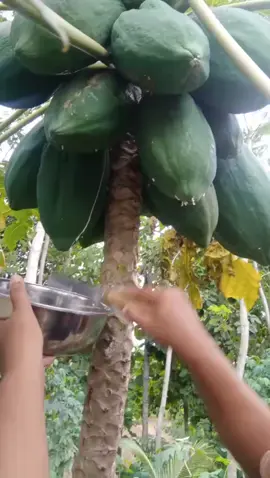 #TikTokBonusID bisnis getah pepaya 1kg harga 150rb siapa yg mau mari merapat.. 