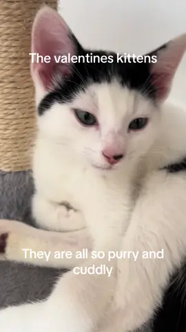 Meet our valentines kittens #kittens #rescuecat #adayinthelife #animalrescue #catlovers #catasmr #blackandwhitecat 