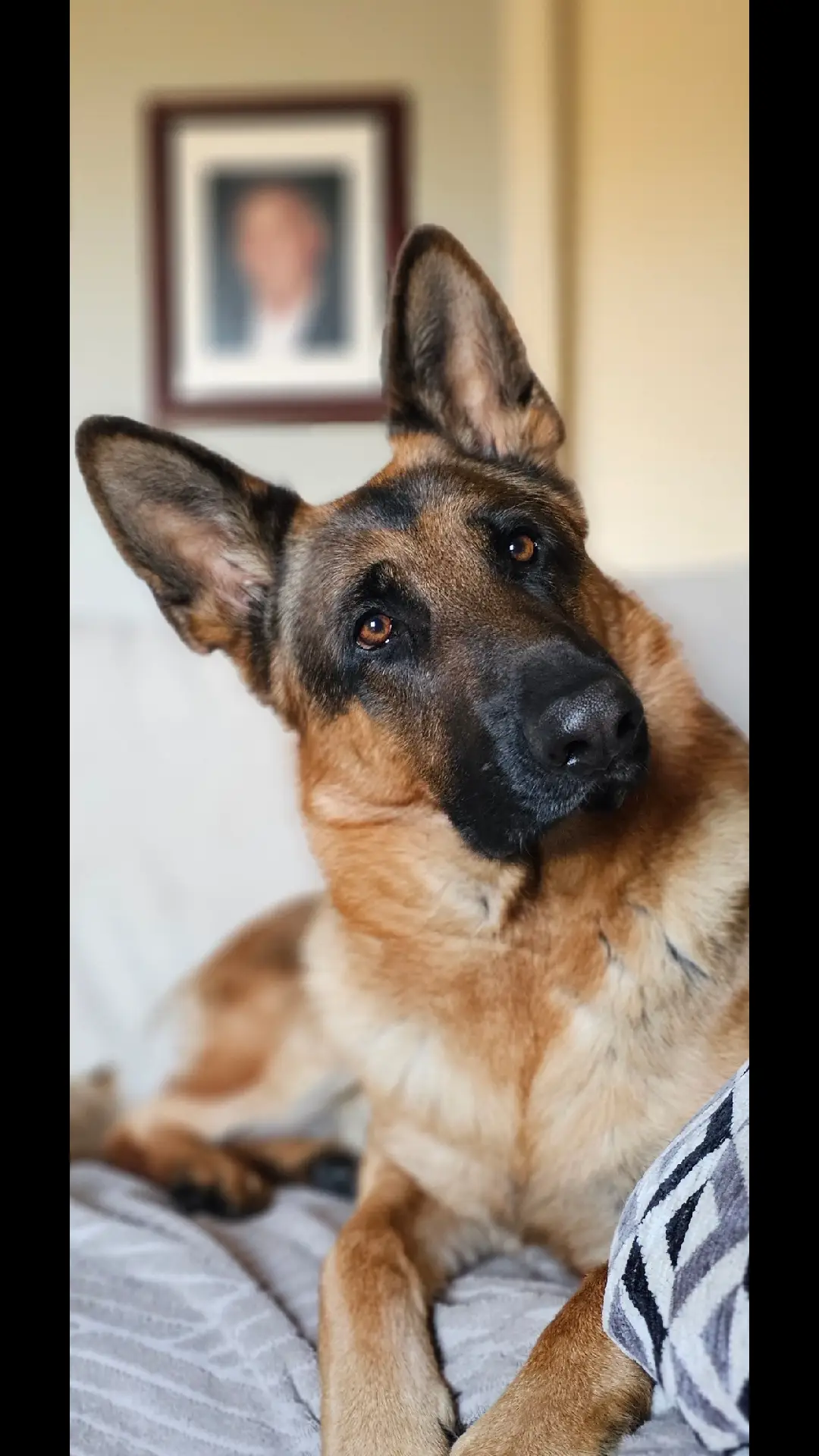 if the eyes are the window to the soul this picture speaks volumes! #fyp #germanshepherd #foryou #foryoupage #4u #mikelalicich 