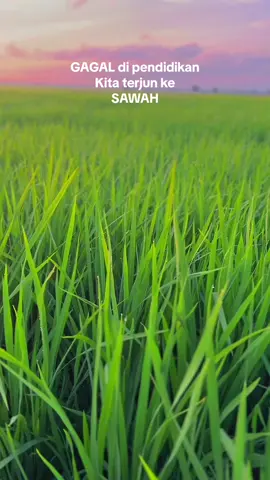 tanpa orang dalam😂 #petanimuda #anakpetani #petanimilenial #ilmupadi🌾 #sidrap📍 