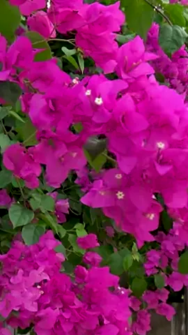 Unbelievable Growing Bougainvillea from Cuttings with Potatoes🌺🌺 #foryoupage #foryou #tipsandtricks #gardening #flowers #flower #plants #plantsoftiktok #fypシ #gardening101 