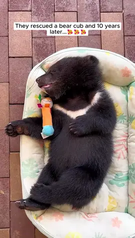 They rescued a bear cub and 10 years later... #animals #animalrescue #rescue #animalsoftiktok #fyp #animallove #animallover #animallovers #bear #bearsoftiktok 