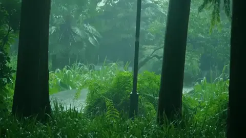 Chú chuột nhắt nhìn sững con mèo, nhưng nó không hỏi. Nó biết con mèo này đang nhớ con mèo kia. Nó cũng thế thôi. Nó là một con chuột, nhiều lúc nhớ quay quắt một con chuột khác. Những khoảnh khắc đó, có dùng cả trời xanh làm gàu cũng không tát cạn được nỗi buồn. #tamtrang #canhdep #nhacnaychillphet #phongcanhdep9 #fyp #xuhuong 