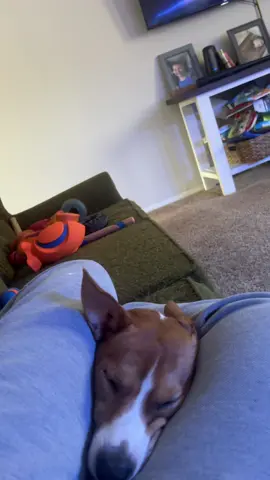 He just wants to snuggle all the time! #chieftreatsohio #dog #dogsoftiktok #dogdad #foryou 