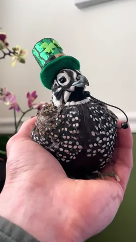 Happy St. Patty’s day! I swear this bird has a hat for every occasion 😂🍀 #fyp #foryoupage #cute #cuteanimals #quail 