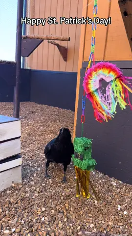 St. Patrick’s Day enrichment for Poe the Raven! We hope everyone has a fun and safe holiday! #stpatricksday #rescue #raven #bird 