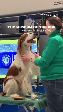 🍀🌈 The @museumofthedog in NYC celebrated St. Paddy’s Day as they gathered together to honor the Irish red and white setter! 🐶 🐾 Read all about it at TAG24.com.  #stpatricksday #stpaddys #stpaddysday #dogs #dogsofinstagram #dogstagram #irishsetter #nyc #newyorkcity #museumofthedog 