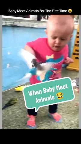 When Baby Meet Animals For The First Time || Hilarious Reactions 😂 #funny #baby #babylover 
