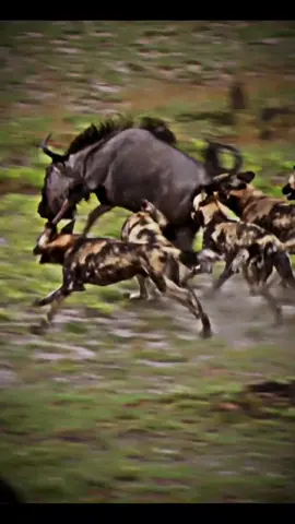Cães Selvagens em Ação. #animaisselvagens #mundoanimal #wildlife #wildanimals #nature #natureza 